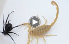 Black Widow vs. Scorpion in Epic Battle to the Death